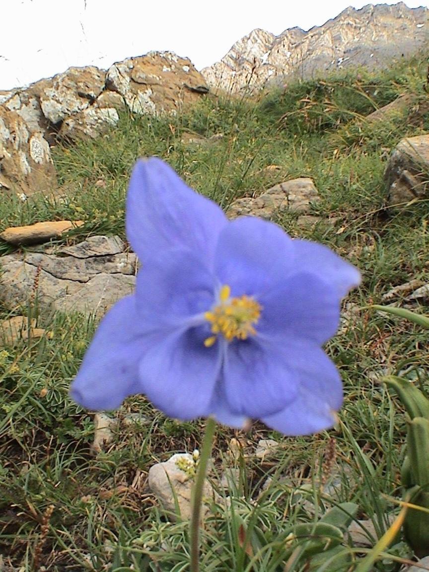 Pinarillos Sarvisé Dış mekan fotoğraf